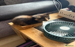 Domestic Shorthair cats for sale: 1 boy and 1 girl tabby and tortoiseshell - Image 5