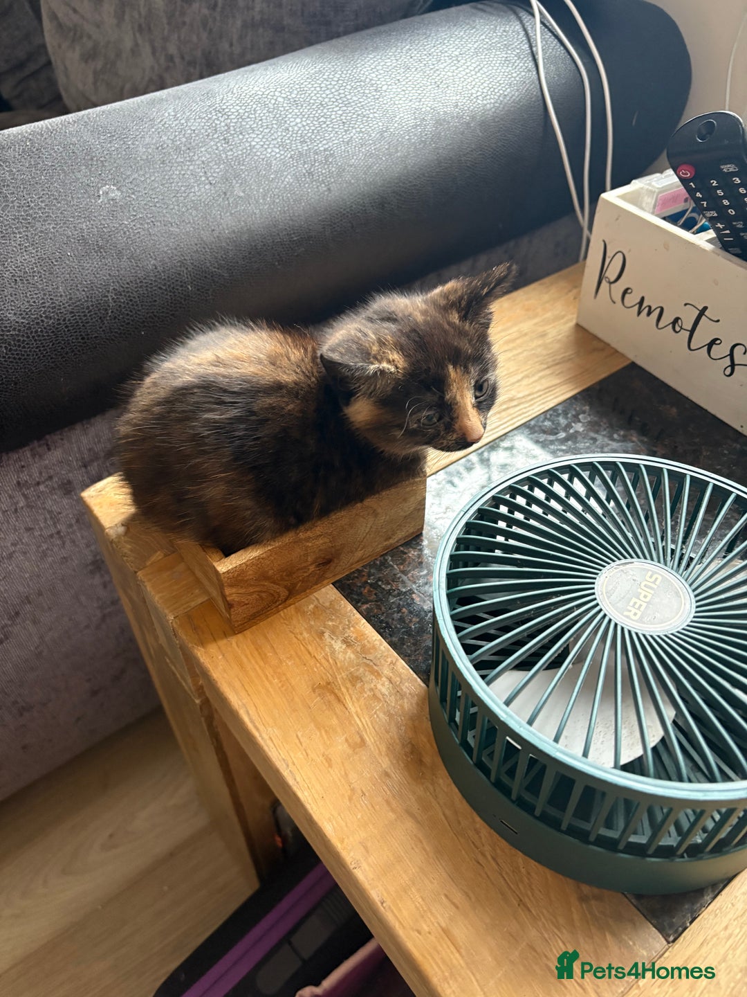 Domestic Shorthair cats for sale: 1 boy and 1 girl tabby and tortoiseshell - Image 5