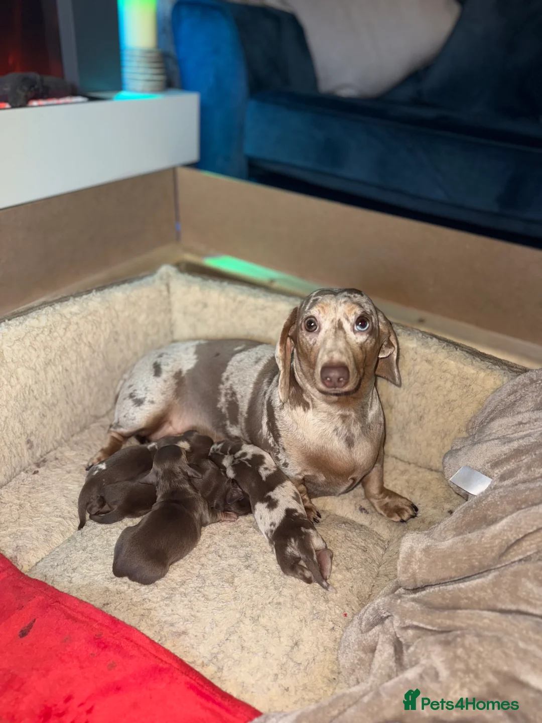 Miniature Dachshund dogs for sale: Miniature dachshund puppies!  - Advert 16