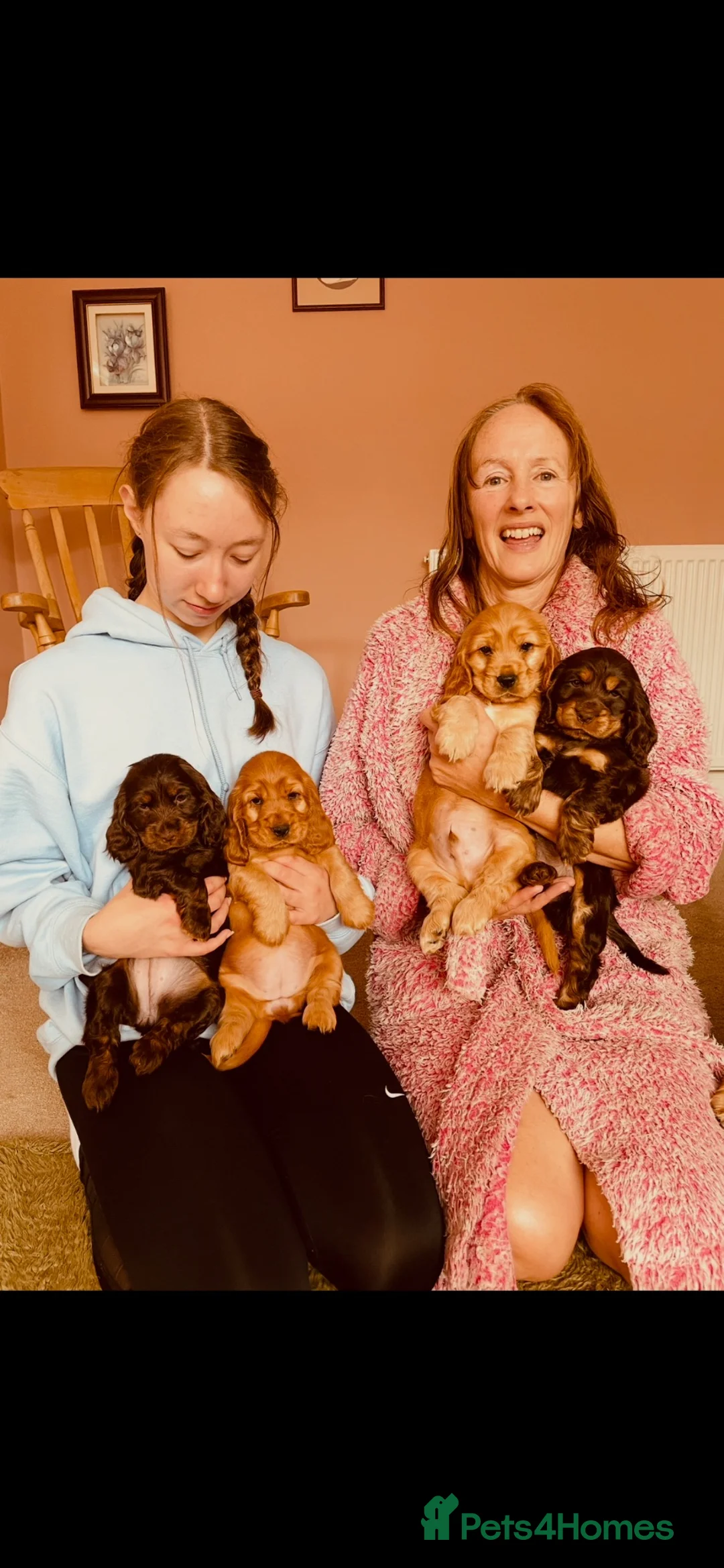 Cocker Spaniel dogs for sale: Top quality Fully health tested show cocker - Advert 2