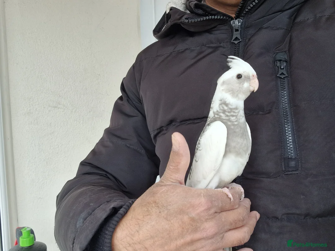 Cockatiels birds for sale: Super hand tamed baby cockatiels  - Advert 1