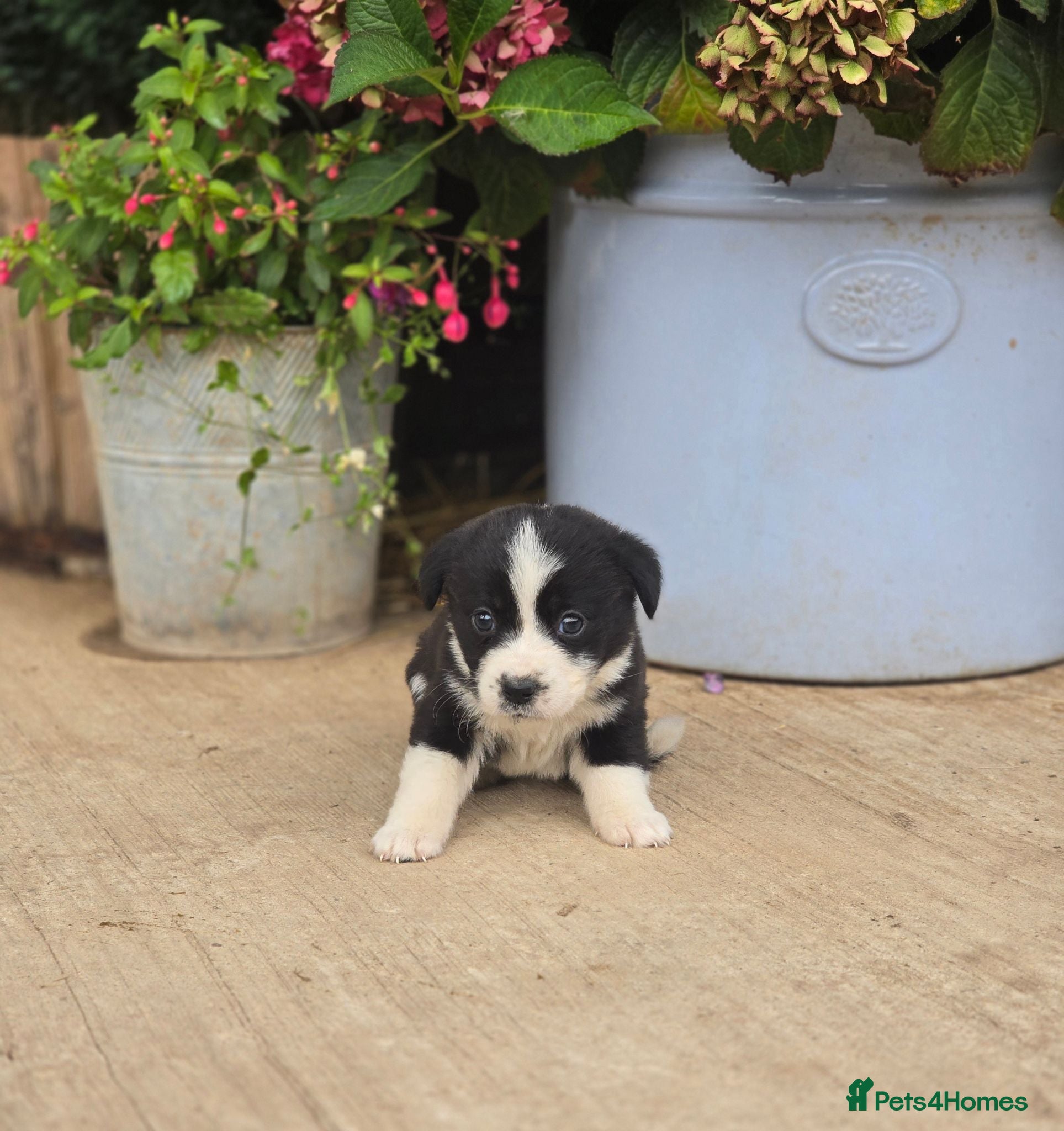 Mixed Breed dogs Beautiful Newfound puppies looking for a new home - Advert 4