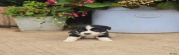 Mixed Breed dogs for sale: Beautiful Newfound puppies looking for a new home in Atherstone - Advert 1