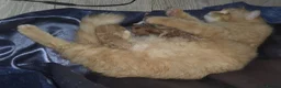 Mixed Breed cats for sale: Beautiful ginger tabby kittens  - Advert 3