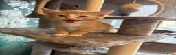 Siamese cats for sale: 4 beautiful kittens  - Advert 4