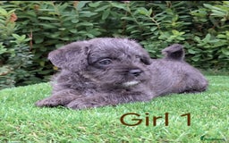 French Bulldog dogs for sale: French Bulldog Froodle Puppies  - Image 14