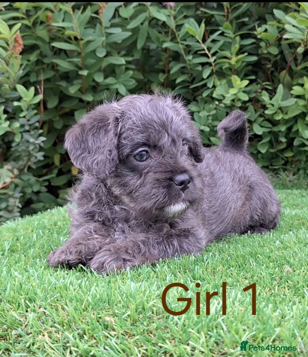 French Bulldog dogs for sale: French Bulldog Froodle Puppies  - Image 14
