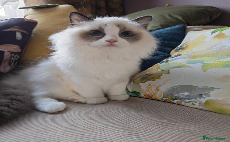 Ragdoll cats - Advert 1