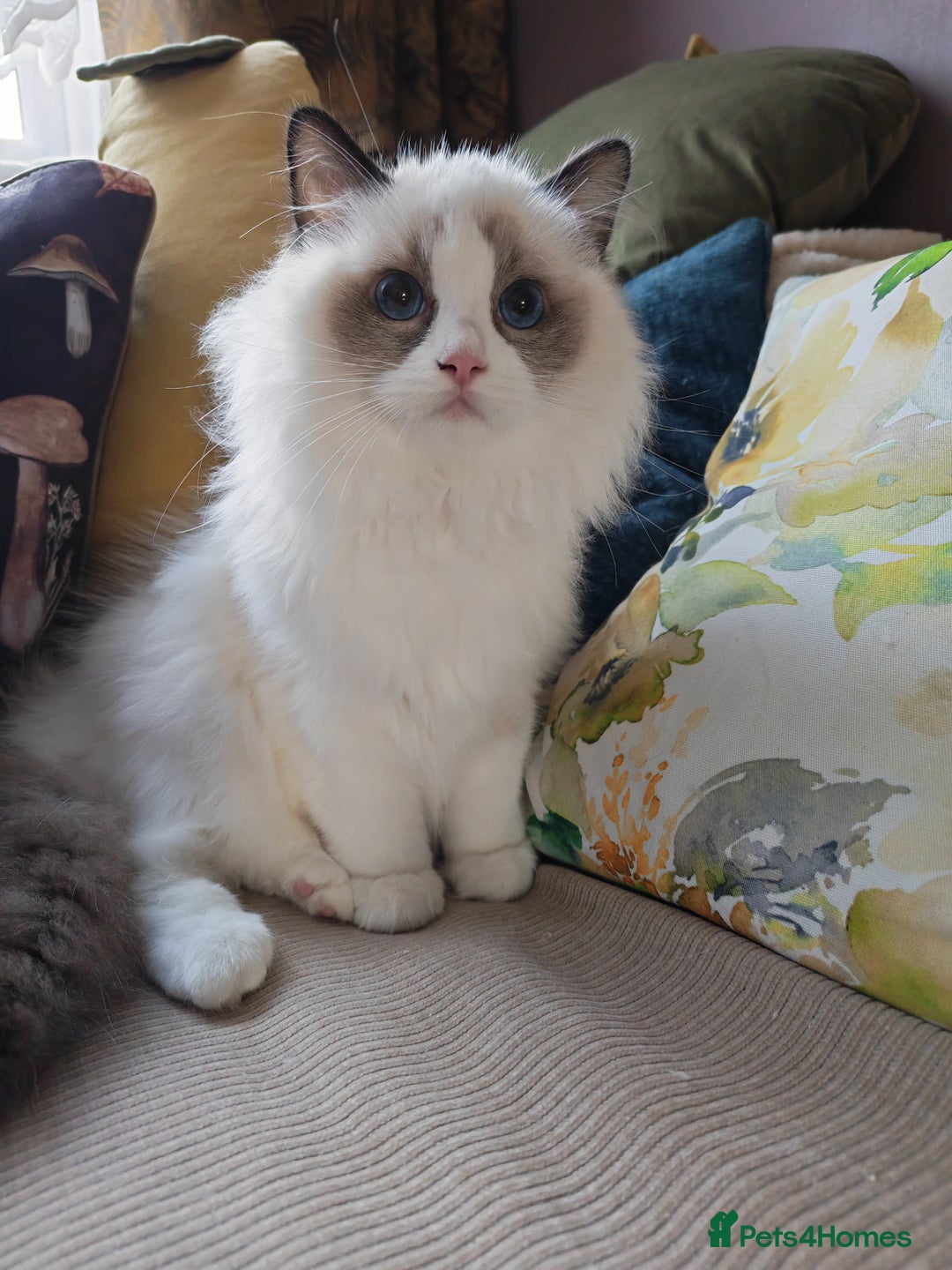 Ragdoll cats for sale:  READY NOW GCCF  REG. EUROPEAN  LINE BOYS   - Image 1