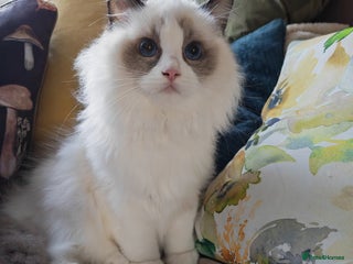 Ragdoll cats - Advert 36