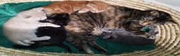 Mixed Breed cats for sale: Amazing, very beautiful kittens 3 boys, 1 girl - Advert 2
