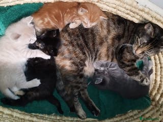 Mixed Breed cats Amazing, very beautiful kittens 3 boys, 1 girl - Advert 6
