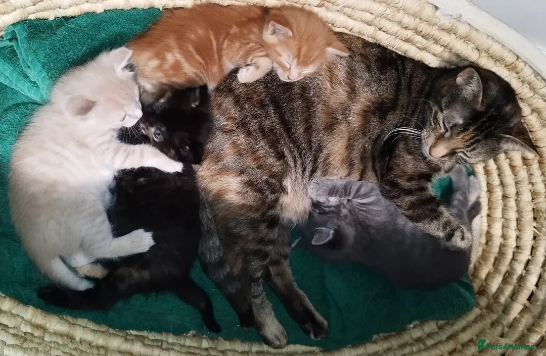 Mixed Breed cats for sale: Amazing, very beautiful kittens 3 boys, 1 girl - Advert 2