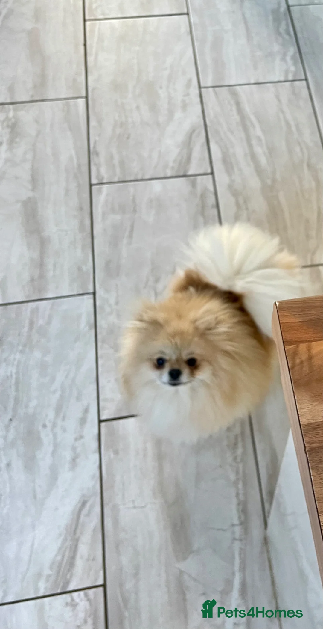 Pomeranian dogs for sale: Stunning Pomeranian Boy – Kennel Club Reg - Advert 2