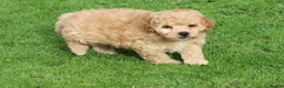 Poochon dogs for sale: Beautiful Poochon puppies for sale  - Advert 3