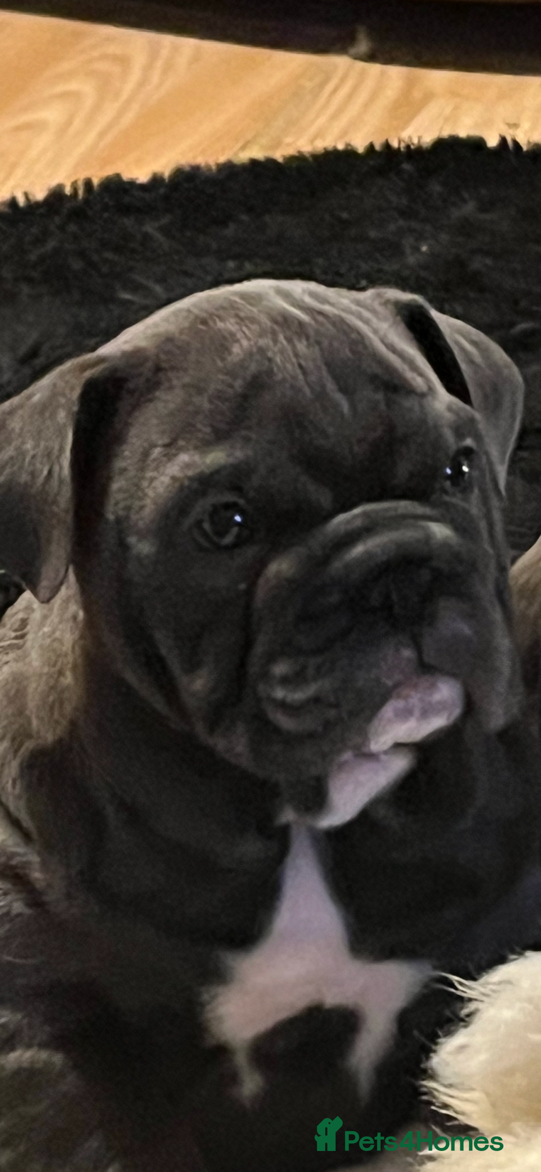 English Bulldog dogs for sale: Gorgeous English bulldog puppies  - Advert 8