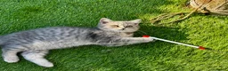 British Shorthair cats for sale: Last girl British shorthair kitten blue spotted  - Advert 12