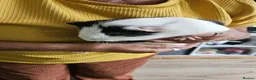 Guinea Pig rodents for sale: 2 male unneutered guinea pigs  in Worthing - Advert 4