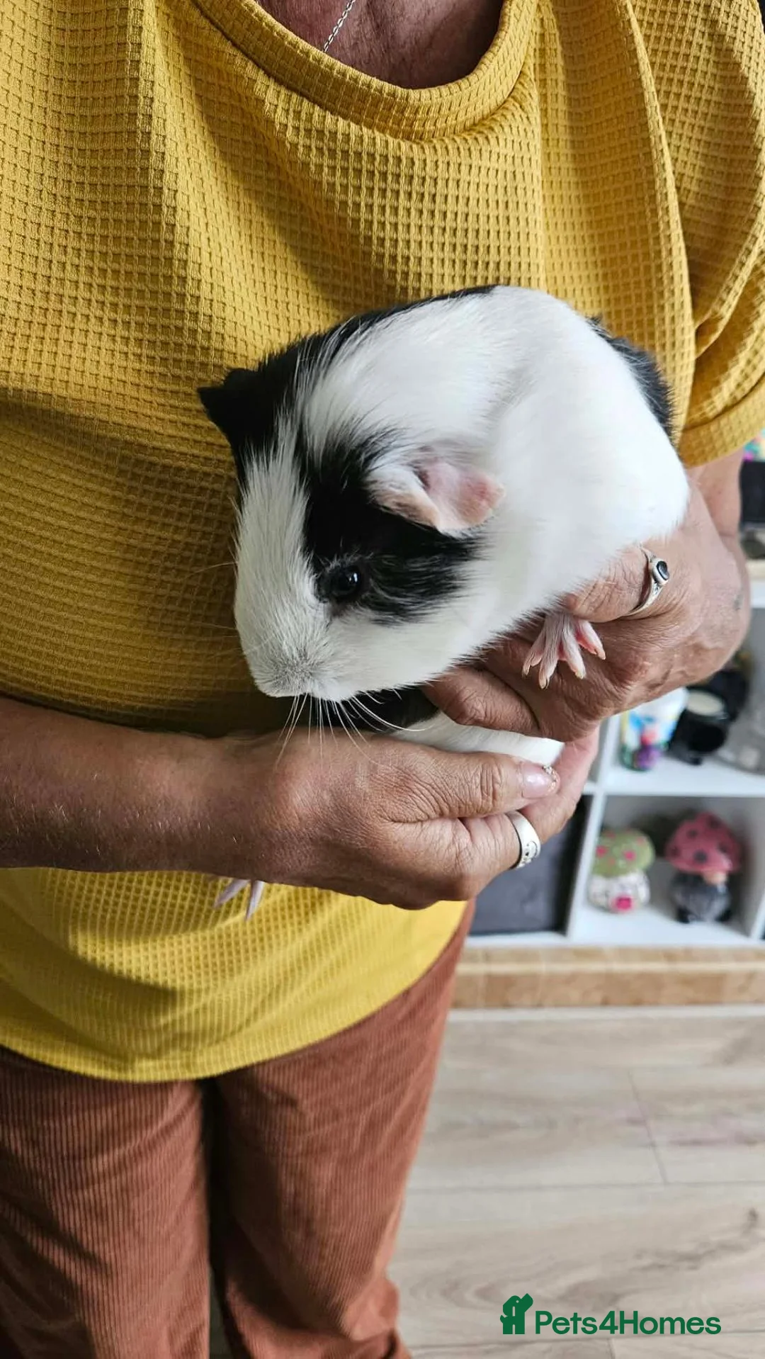 Guinea Pig rodents for sale: 2 male unneutered guinea pigs  in Worthing - Advert 4
