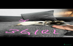 Mixed Breed cats for sale: BEAUTIFUL KITTENS  - Advert 5