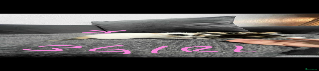 Mixed Breed Kitten 4