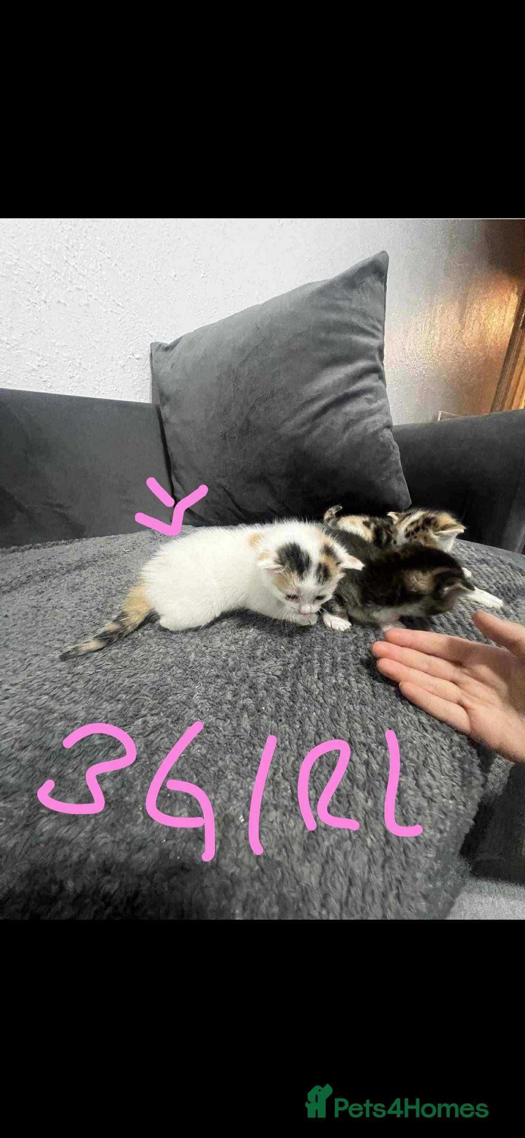 Mixed Breed cats for sale: BEAUTIFUL KITTENS  - Advert 5