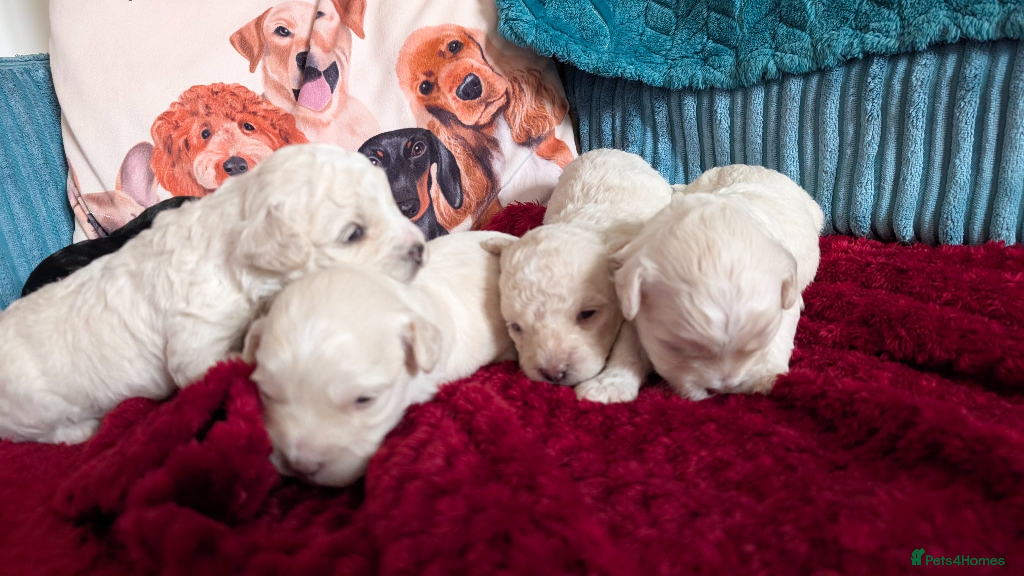 Maltipoo dogs for sale: Dna Genetically health tested maltipoos in Swindon - Advert 3