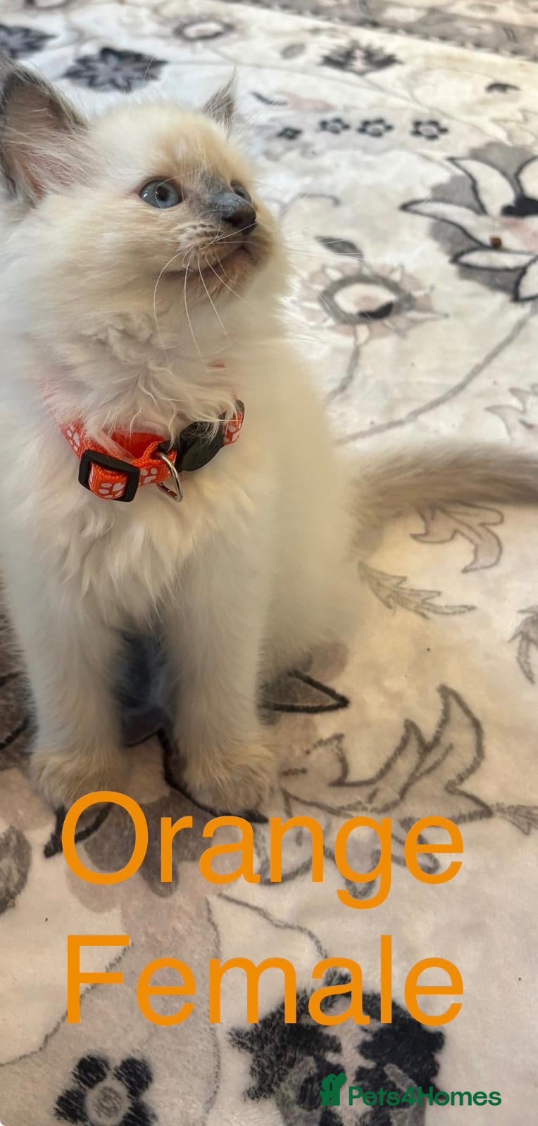 Ragdoll cats 💙6 Beautiful Pure Ragdoll Kittens💙 - Advert 2