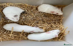 Guinea Pig rodents for sale: Baby Female Guinea Pigs For Sale - Image 1