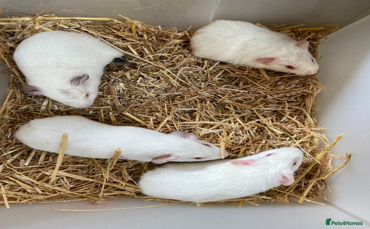 Guinea Pig rodents - Advert 1