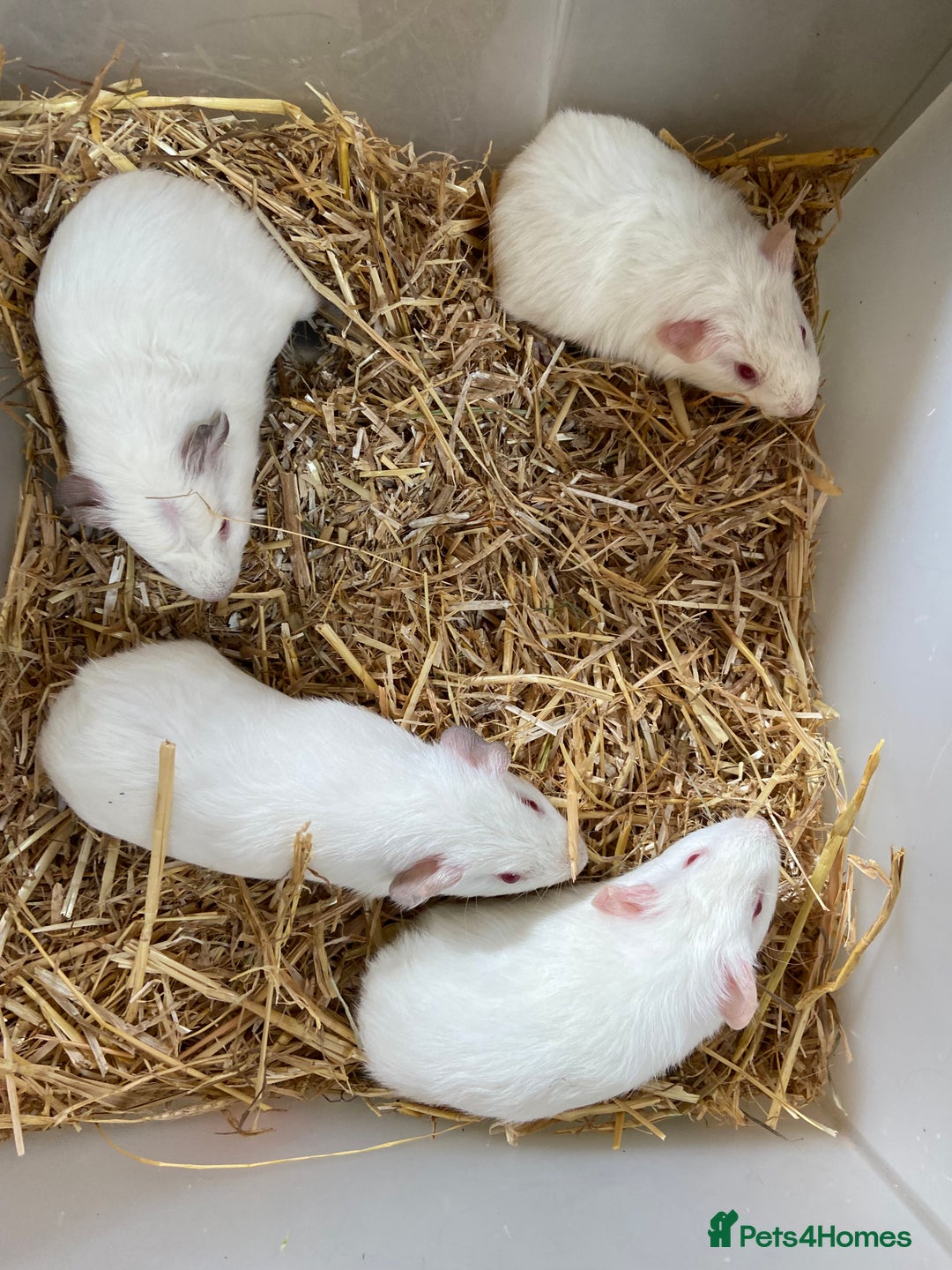 Guinea Pig rodents for sale: Baby Female Guinea Pigs For Sale - Image 1