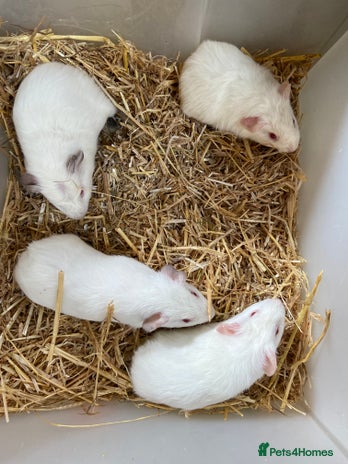 Guinea Pig rodents - Advert 1