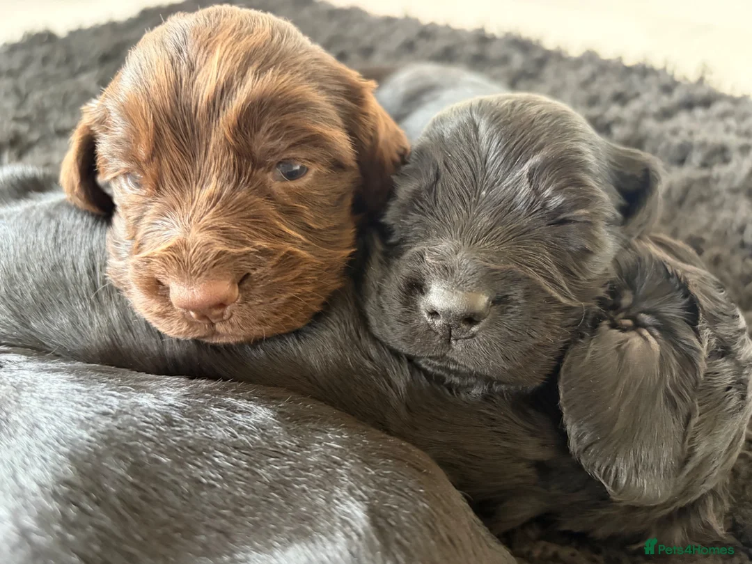 Cocker Spaniel dogs for sale: 4 KC puppies looking for there forever homes. - Advert 33