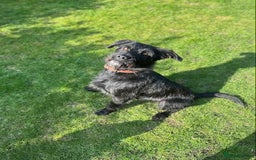 Mixed Breed dogs for adoption: Gorgeous mixed breed boy  - Image 3