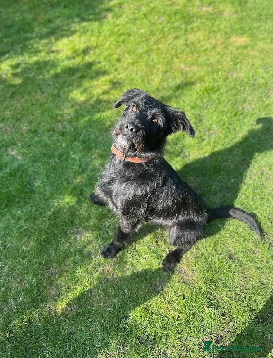 Mixed Breed dogs for adoption: Gorgeous mixed breed boy  - Image 3
