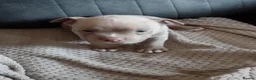 American Bully dogs for sale: American pocket bully pups in Bedlington - Advert 2