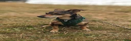 Mixed Breed dogs for adoption: Sweet Dali looking for LOVE  - Advert 5