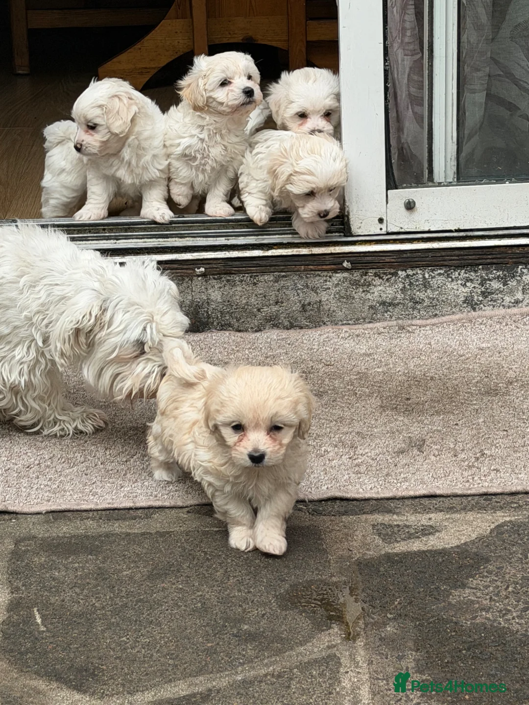 Bichon Frise dogs for sale: 2 male 4 female bichon dogs - Advert 8