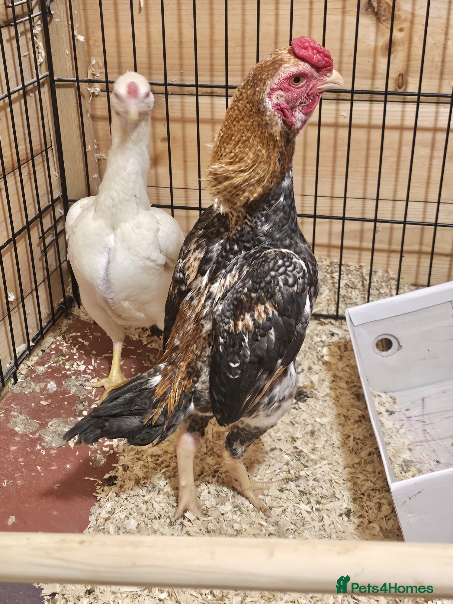 Chickens poultry Ko shamo - Advert 1
