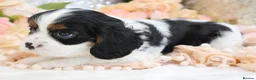 Cavalier King Charles Spaniel dogs for sale: HEALTH TESTED KC Cavalier King Charles Spaniels - Advert 20