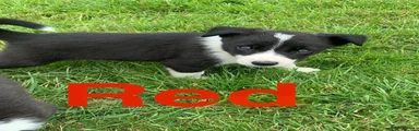 Border Collie 3