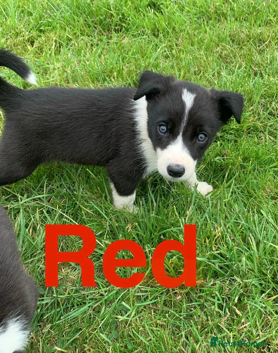 Border Collie dogs for sale: Beautiful collie pups looking for forever homes in Bude - Advert 2