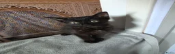 Mixed Breed cats for sale: Kittens looking for happy families  - Advert 8