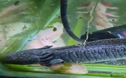 Other/Mixed Breed fish for sale: Axolotls - Advert 8