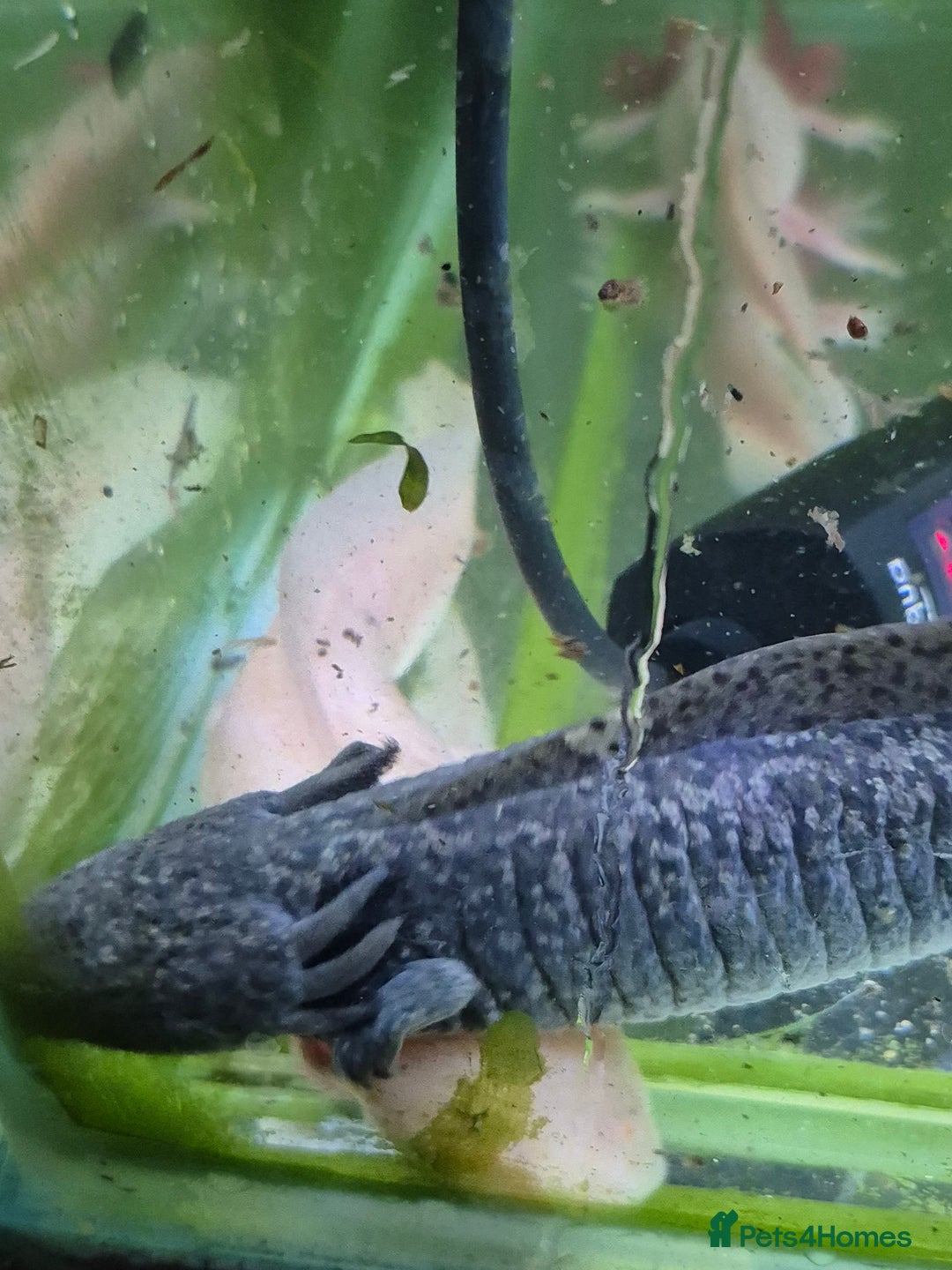 Other/Mixed Breed fish for sale: Axolotls - Advert 8