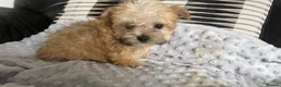 Morkie dogs for sale: Gorgeous Morkie puppies  - Advert 6