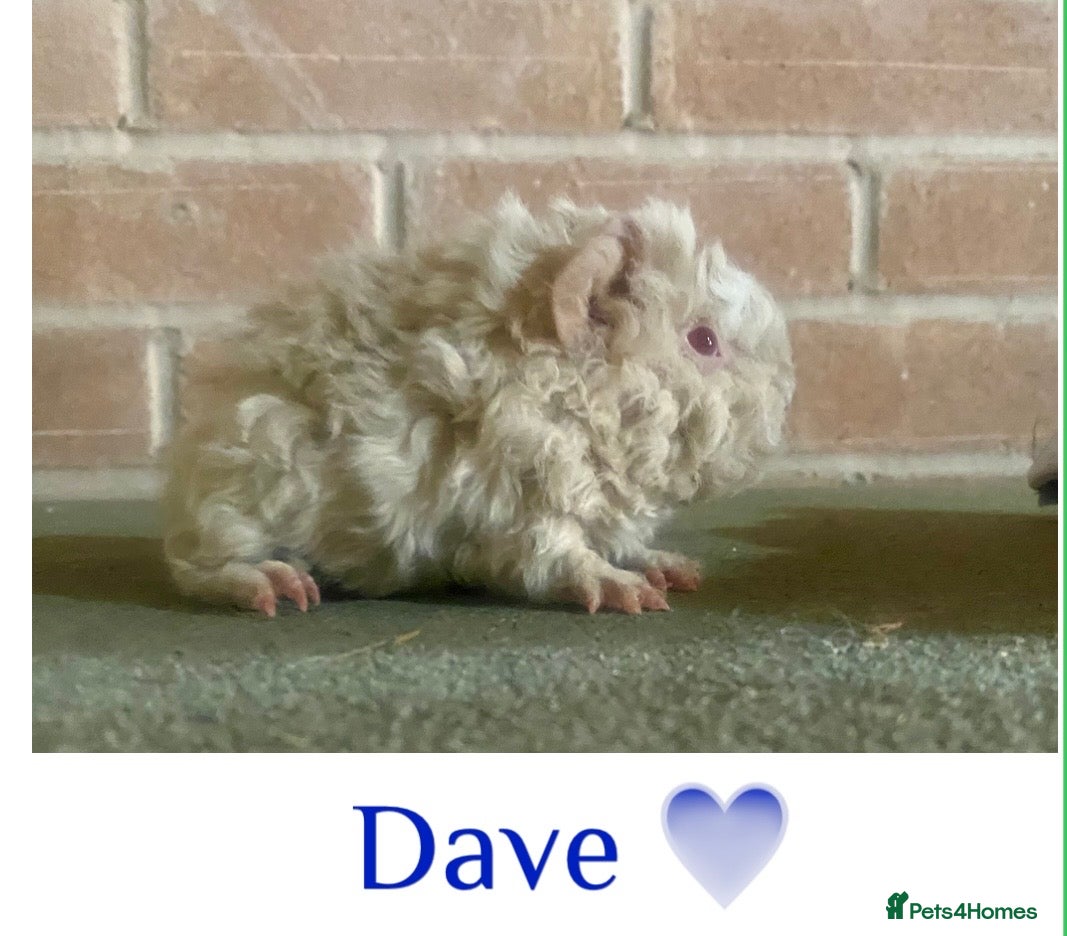 Guinea Pig rodents Pedigree blue & Lunkarya piggies  - Advert 9