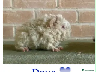 Guinea Pig rodents Pedigree blue & Lunkarya piggies - Advert 9