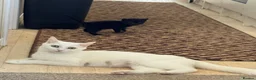 Mixed Breed cats for sale: Kittens  in Kettering - Advert 3