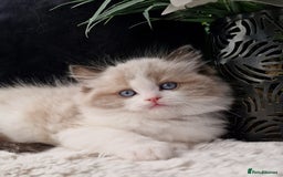 Ragdoll cats for sale: 🌸Stunning TICA🏆Kittens | Award winning cattery🌸 in Slough - Image 5